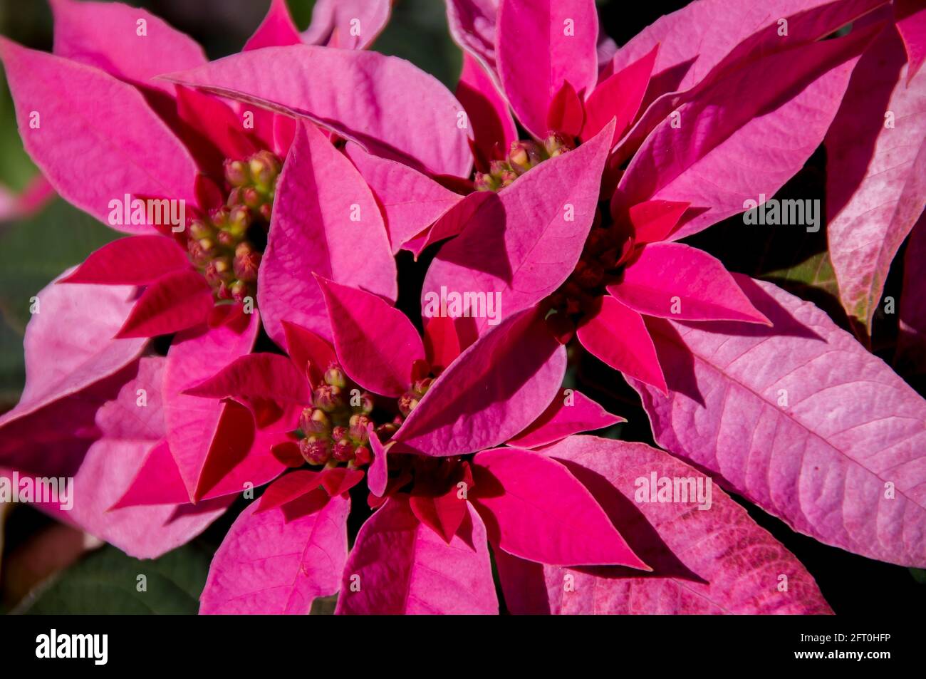 Poinsettia rosa brillante, Euphorbia pulcherrima, che cresce all'aperto nel giardino australiano del Queensland. Popolare decorazione di Natale. Foto Stock