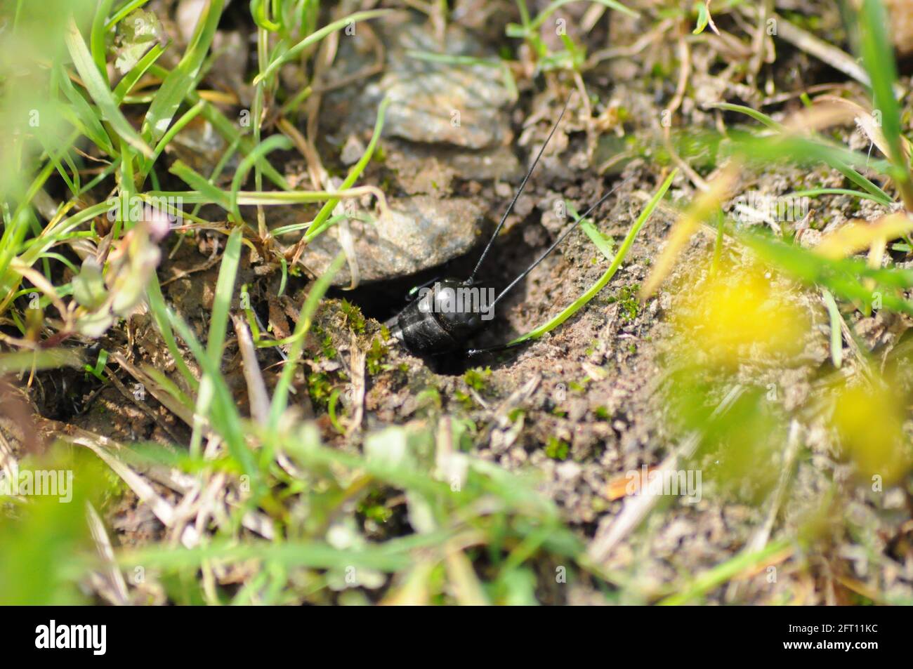 Questo è un cricket Foto Stock