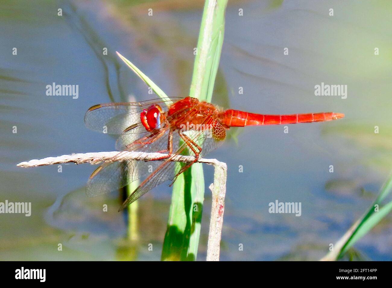 Bejeweled dragonfly rosso vola sopra l'acqua Foto Stock