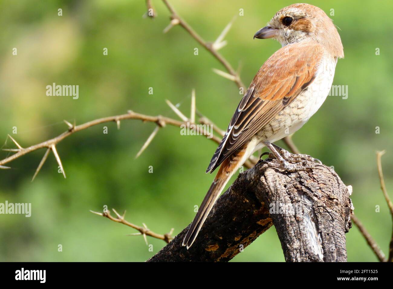 Donna flycatcher chat tra le spine Foto Stock