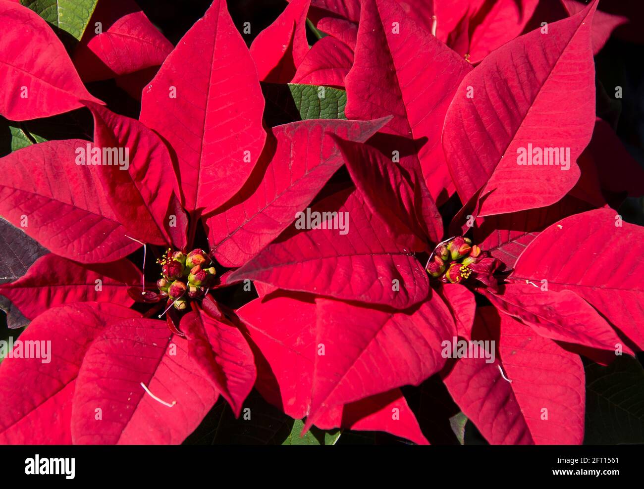 Poinsettia rosso brillante, Euphorbia pulcherrima, che cresce fuori nel giardino australiano nel Queensland. Decorazioni natalizie tradizionali. Foto Stock