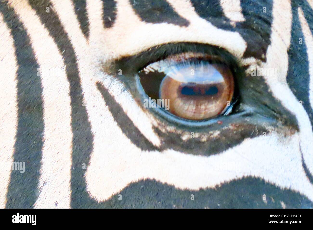 Una Zebra guarda la fotocamera Foto Stock