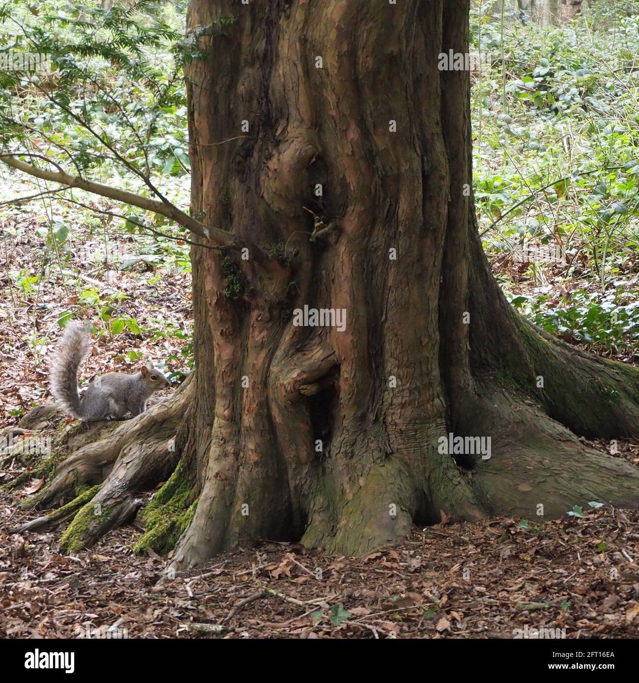 Tronco di albero di Redwood con scoiattolo Foto Stock