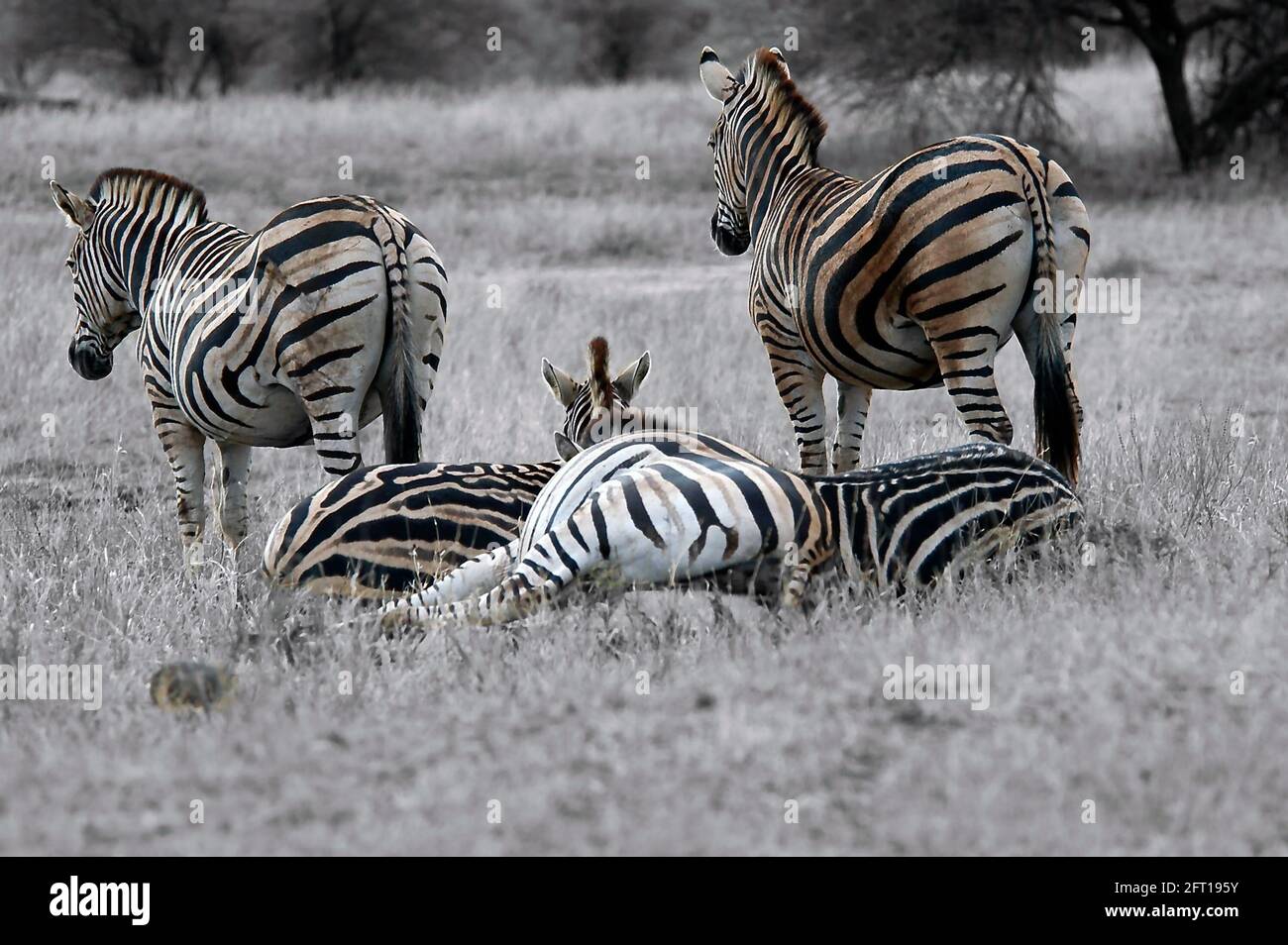 Sfumature di marrone e grigio - una piccola mandria di Zebra a riposo - pelle a strisce spolverata di rosso africano polvere Foto Stock