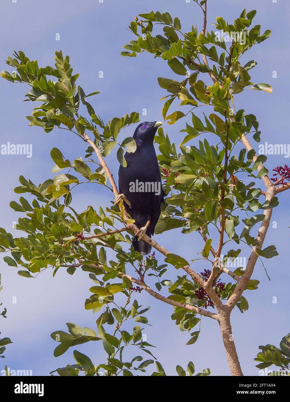 Bowerbird di raso maschio adulto (Ptilonorhynchus violaceus), con piume blu-nere, arroccato su un albero in un giardino australiano nel Queensland. Foto Stock