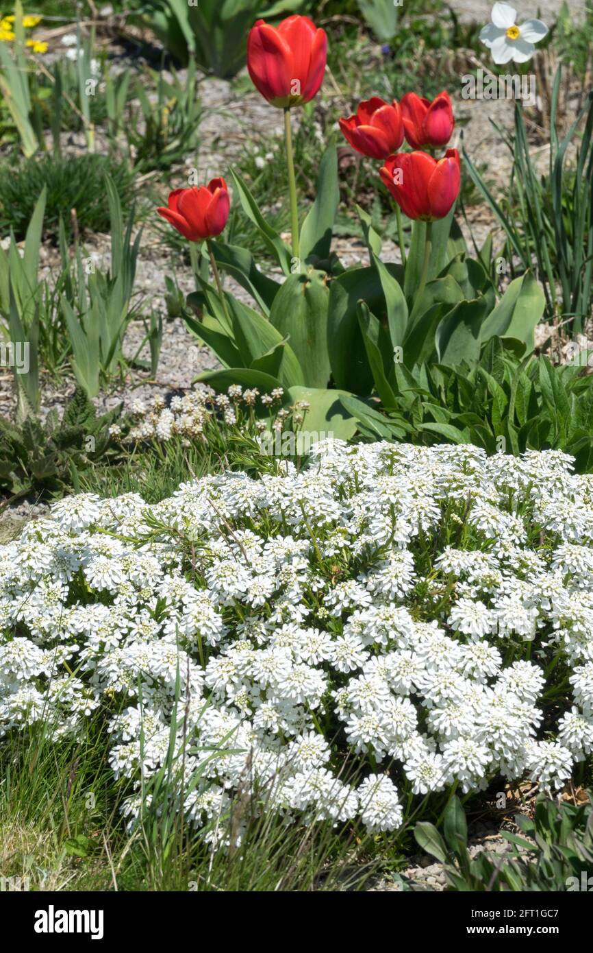 Iberis sempervirens letto di fiori Primavera Bianco Evergreen candytuft Foto Stock