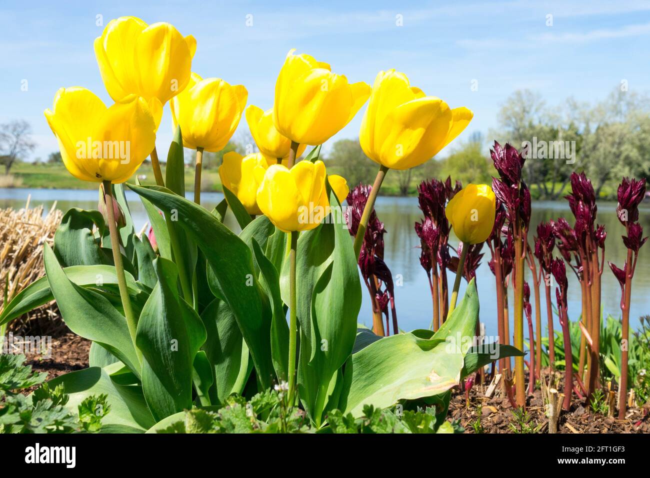 Mazzo di tulipani gialli che crescono in un giardino primaverile, tulipani che crescono nel giardino dei fiori primaverili Foto Stock