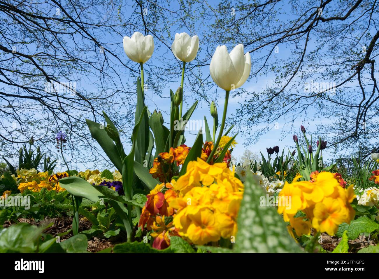 Tre tulipani bianchi in giardino aiuola fiori primaverili, tulipani giardino cielo primavera bel tempo nel mese di maggio Foto Stock