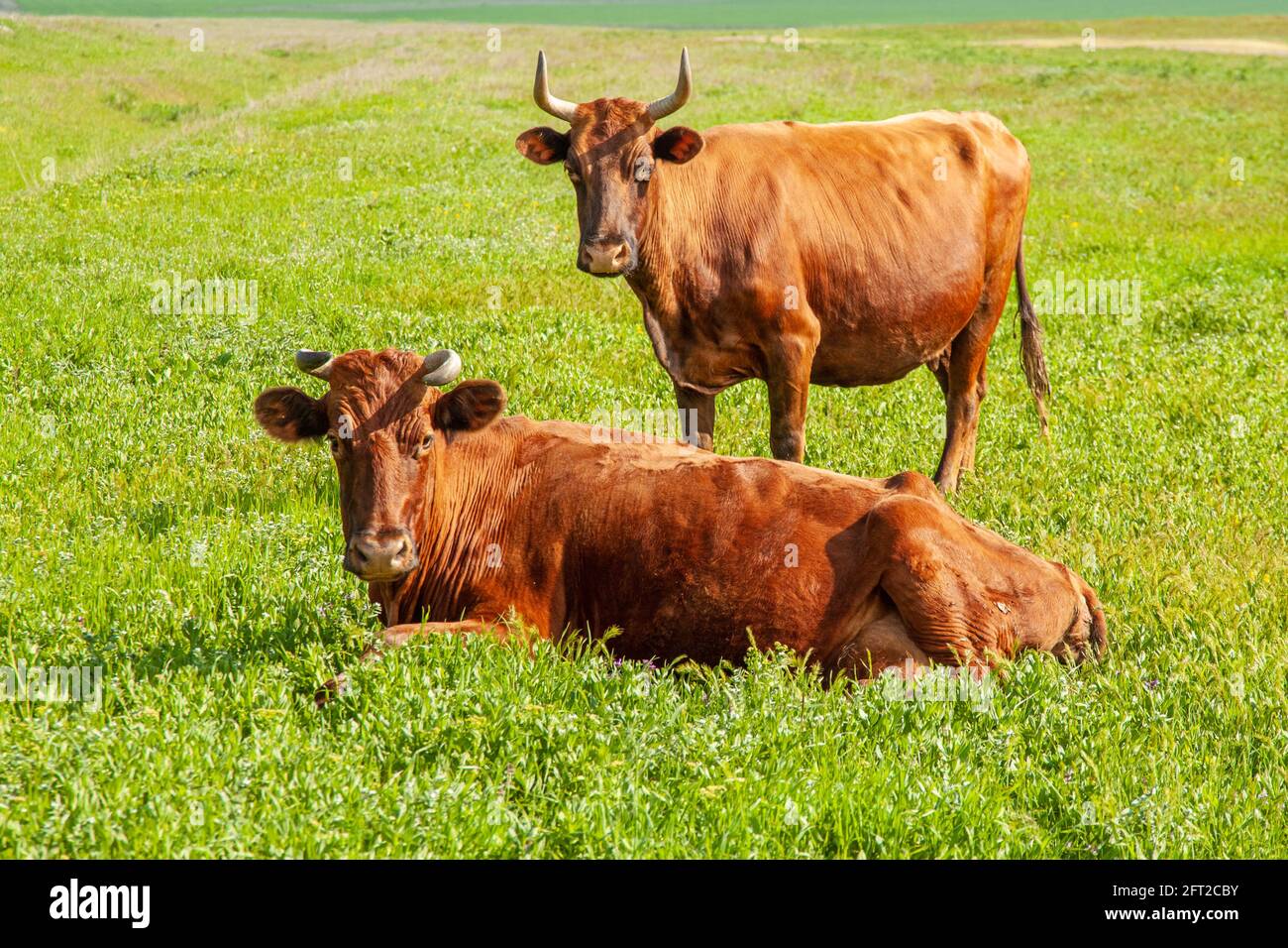 Due mucche marroni su un campo verde. Uno sta mentendo, l'altro è in piedi. Gli animali stanno guardando la macchina fotografica. Concetto di agricoltura Foto Stock