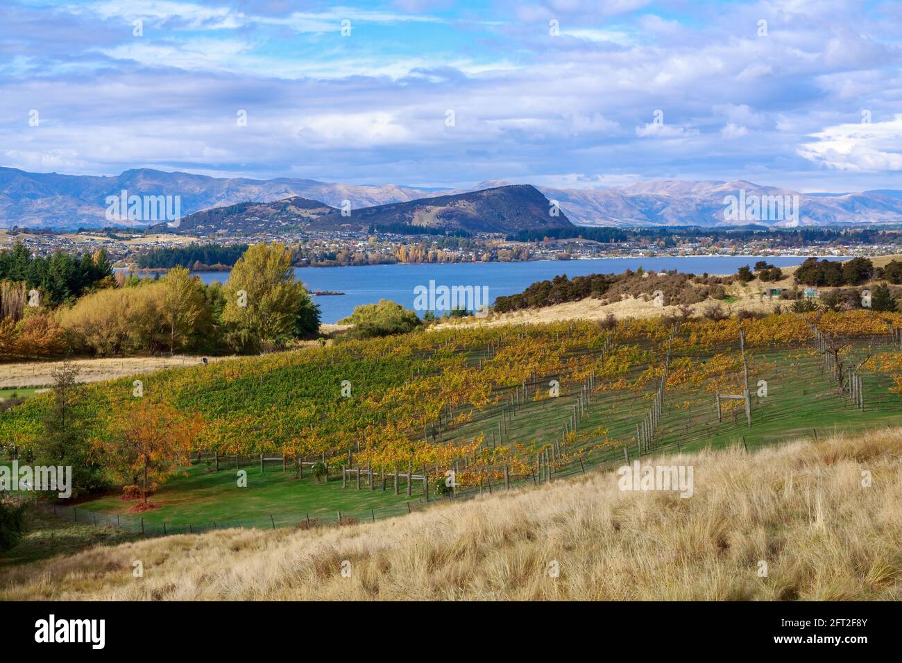 Paesaggio vicino a Wanaka, Nuova Zelanda. Un vigneto con fogliame autunnale, con il lago Wanaka sullo sfondo Foto Stock Paesaggio vicino a Wanaka, Nuova Zelanda. Un vigneto con fogliame autunnale, con il lago Wanaka sullo sfondo Foto Stock