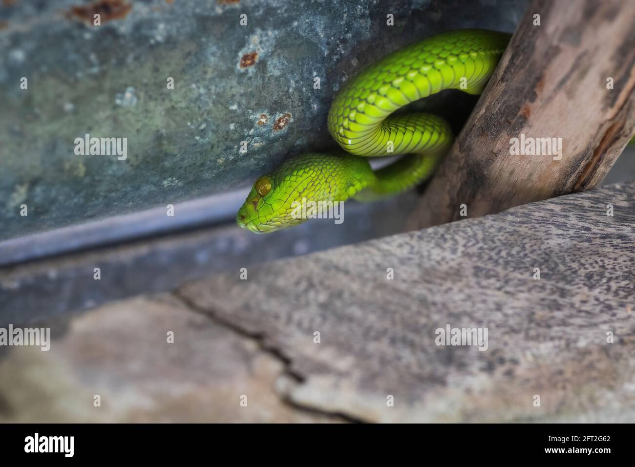 Pitviper dalla coda rossa, Trimeresurus erythrurus, Sunderbans, India Foto Stock