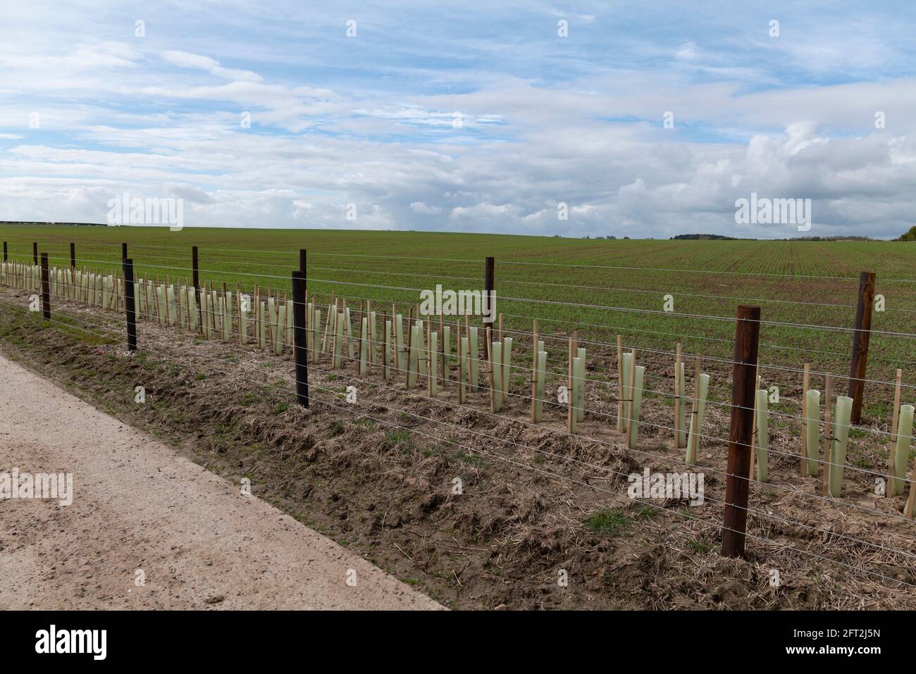 Edgerow recentemente piantato e costruito finanziato da hedgerows and Boundaries Grant a Embleton, Northumberland, Regno Unito. Foto Stock