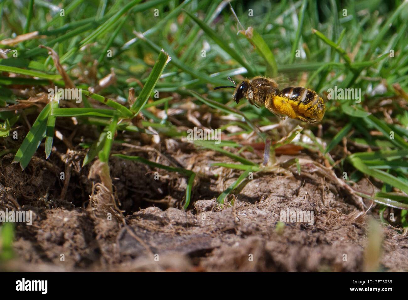 Ape comune di solco / ape snella mineraria (Lasioglossum calceatum) che vola di nuovo al suo burrone nido in un prato da giardino con polline per le sue cellule di covata, Regno Unito. Foto Stock