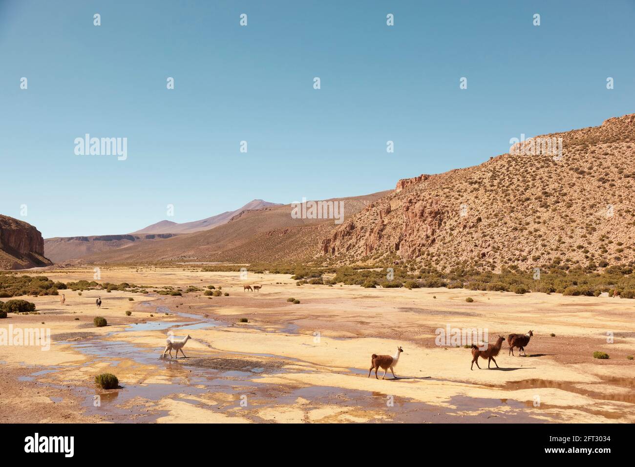 Llama che pascolano in zone remote del deserto della Bolivia. Foto Stock