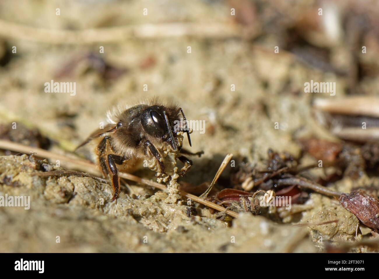 L'ape rossa del mason (Osmia bicornis = Osmia rufa) che raccoglie il fango da un laghetto del giardino per sigillare le sue cellule di covata in un hotel di insetto con, Wiltshire, Regno Unito Foto Stock