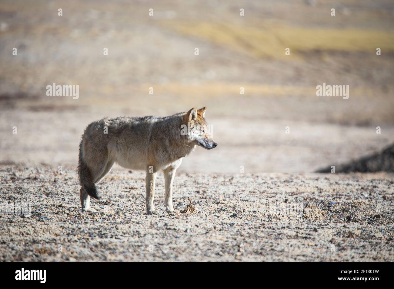 Lupo tibetano, Canis lupus filchneri, Gurudonmar, Sikkim, India Foto Stock