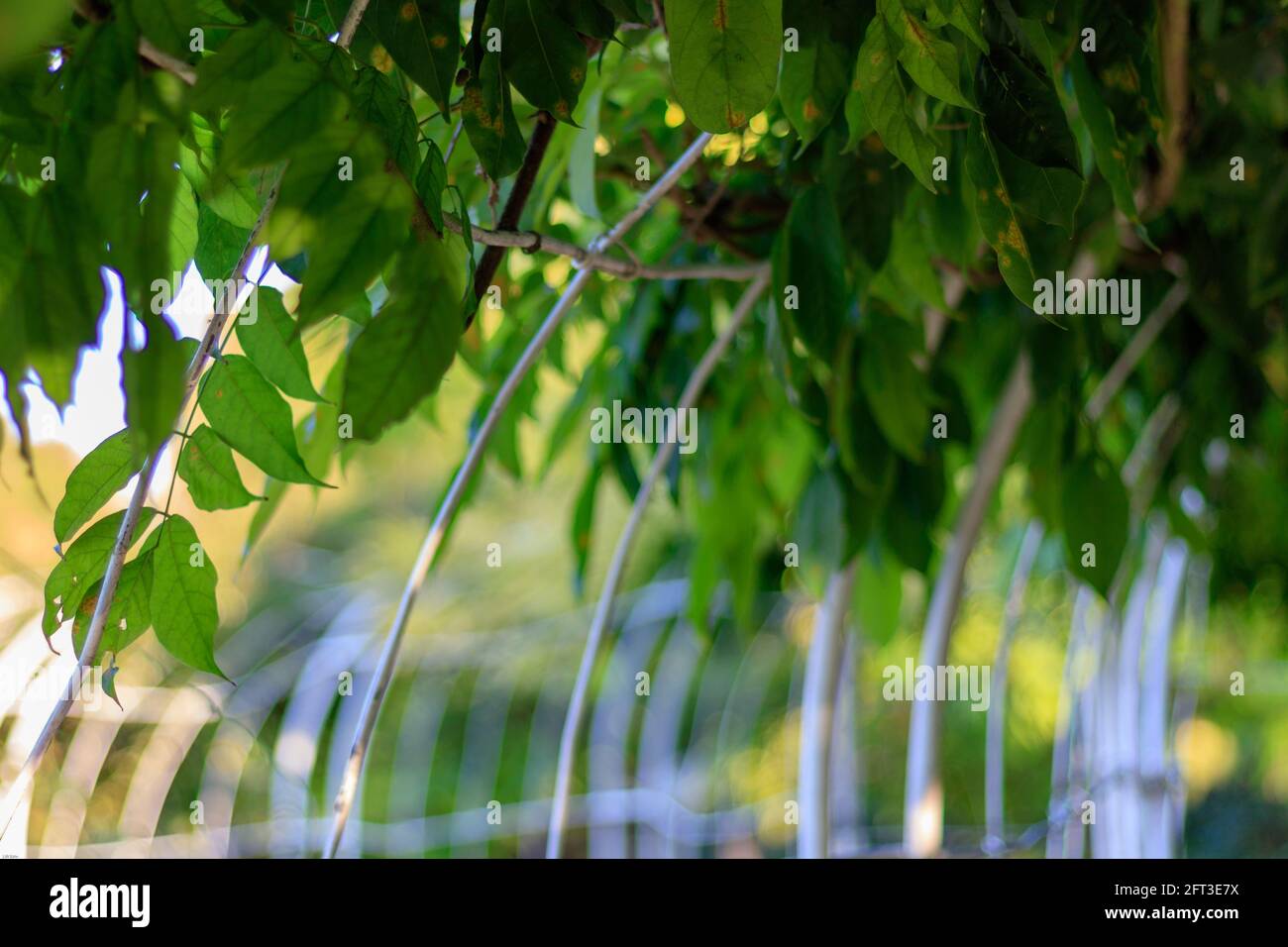 primo piano delle foglie verdi che si trovano in luce solare, messa a fuoco selettiva e vista con angolo basso Foto Stock