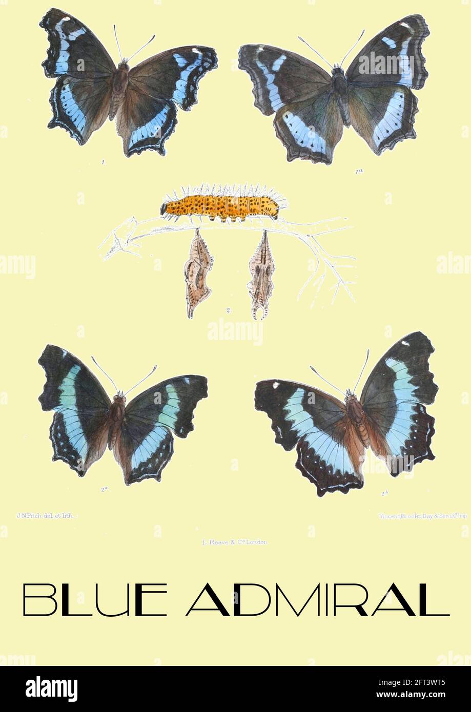 John Nugent Fitch - Vintage Blue ammiraglio illustrazione collocato su sfondo contemporaneo. Foto Stock