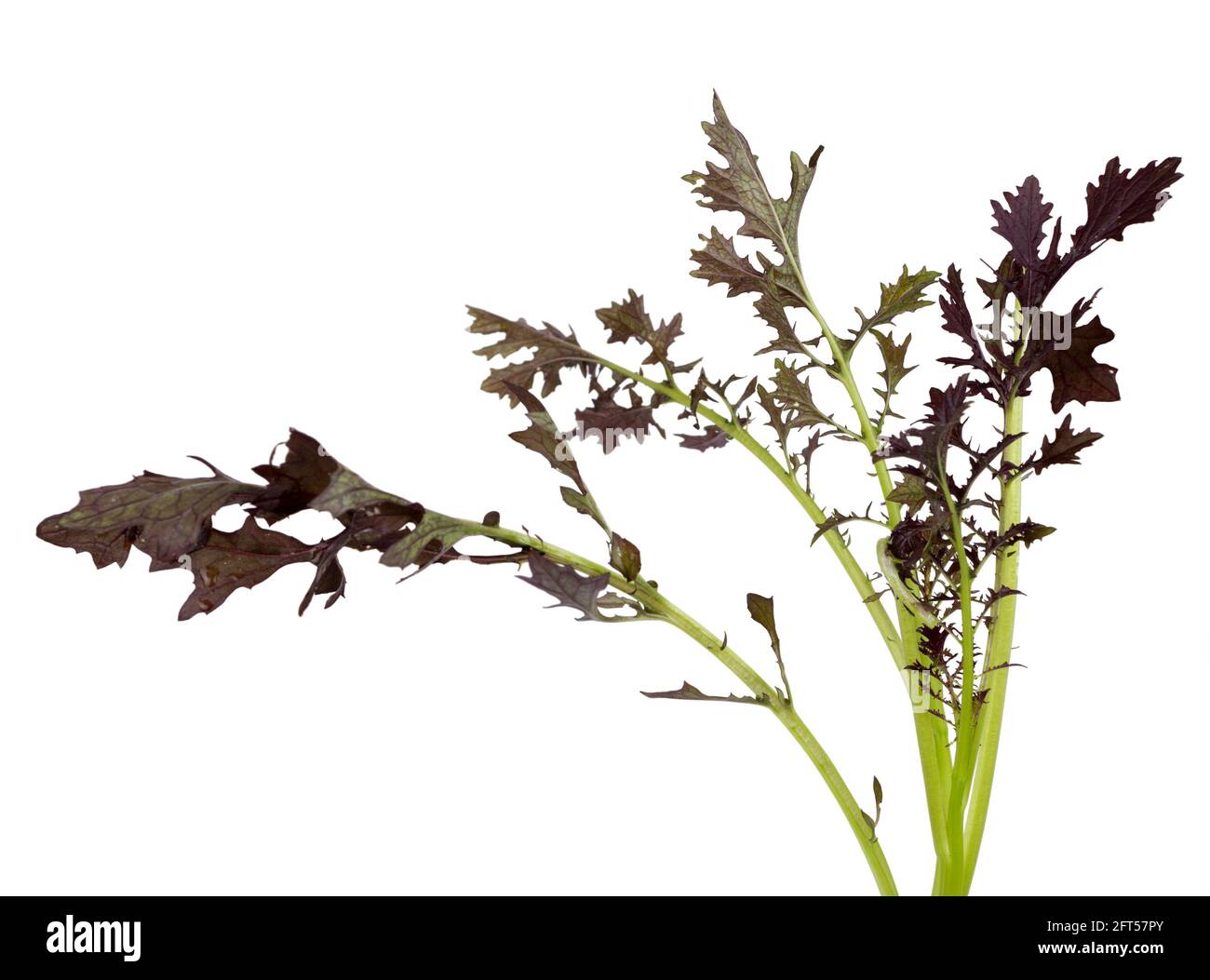 Foglie appena raccolte della senape da insalata biologica, Brassica juncea 'Red Lace', su sfondo bianco Foto Stock