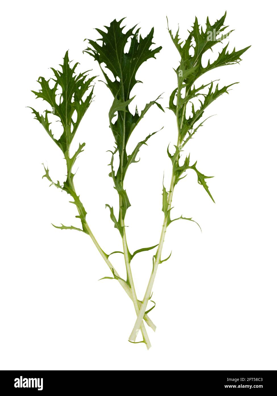 Foglie appena raccolte della mizuna di insalata biologica, Brassica rapa var. Japonica, su fondo bianco Foto Stock