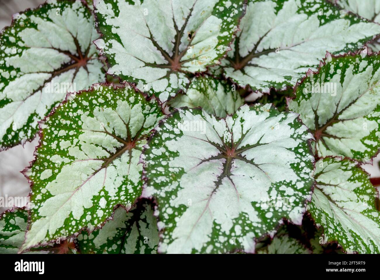 Begonia Rex foglie houseplant Rex Begonia 'Merletto di ilver' Foto Stock