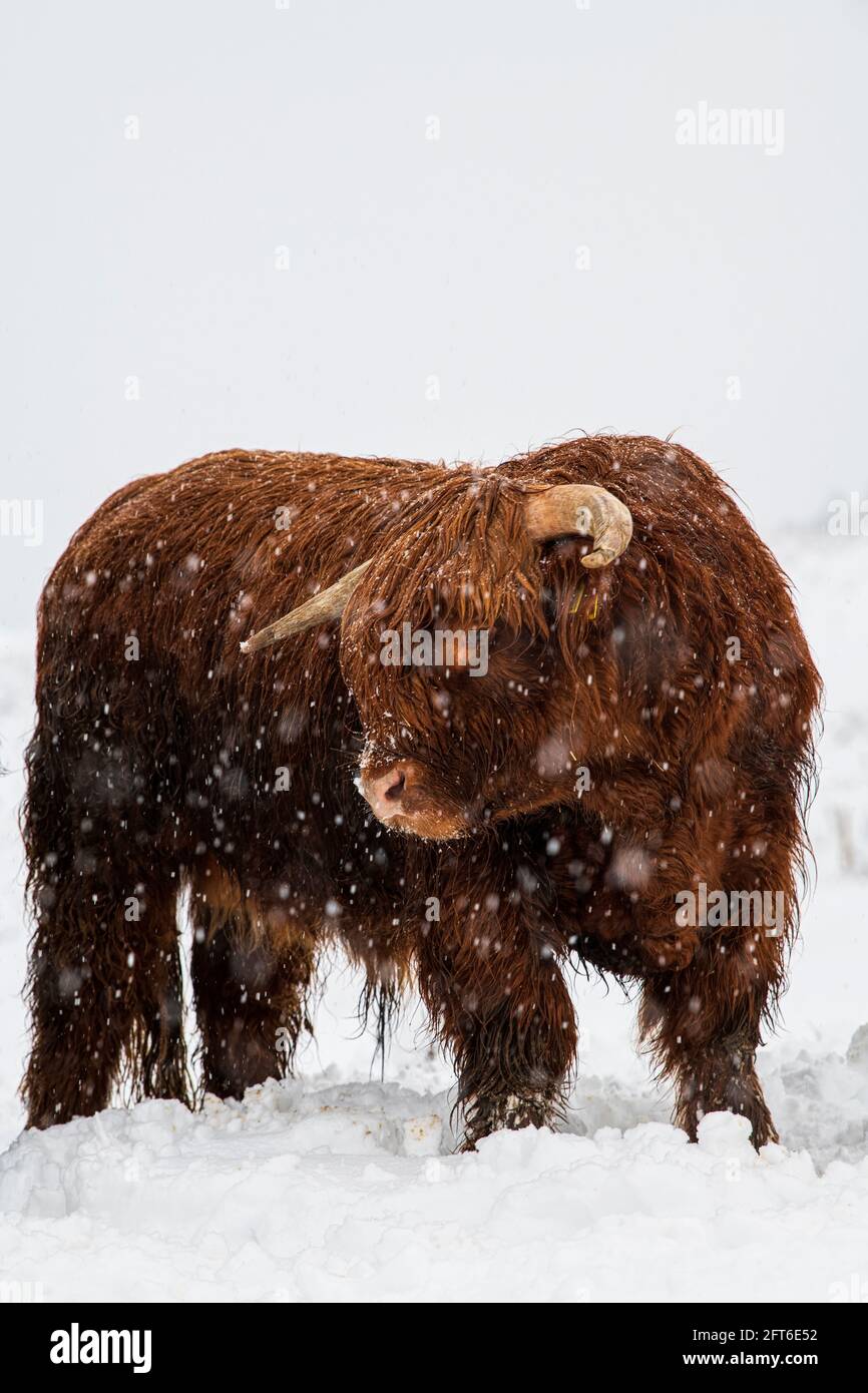 Bestiame delle Highland nella neve Foto Stock