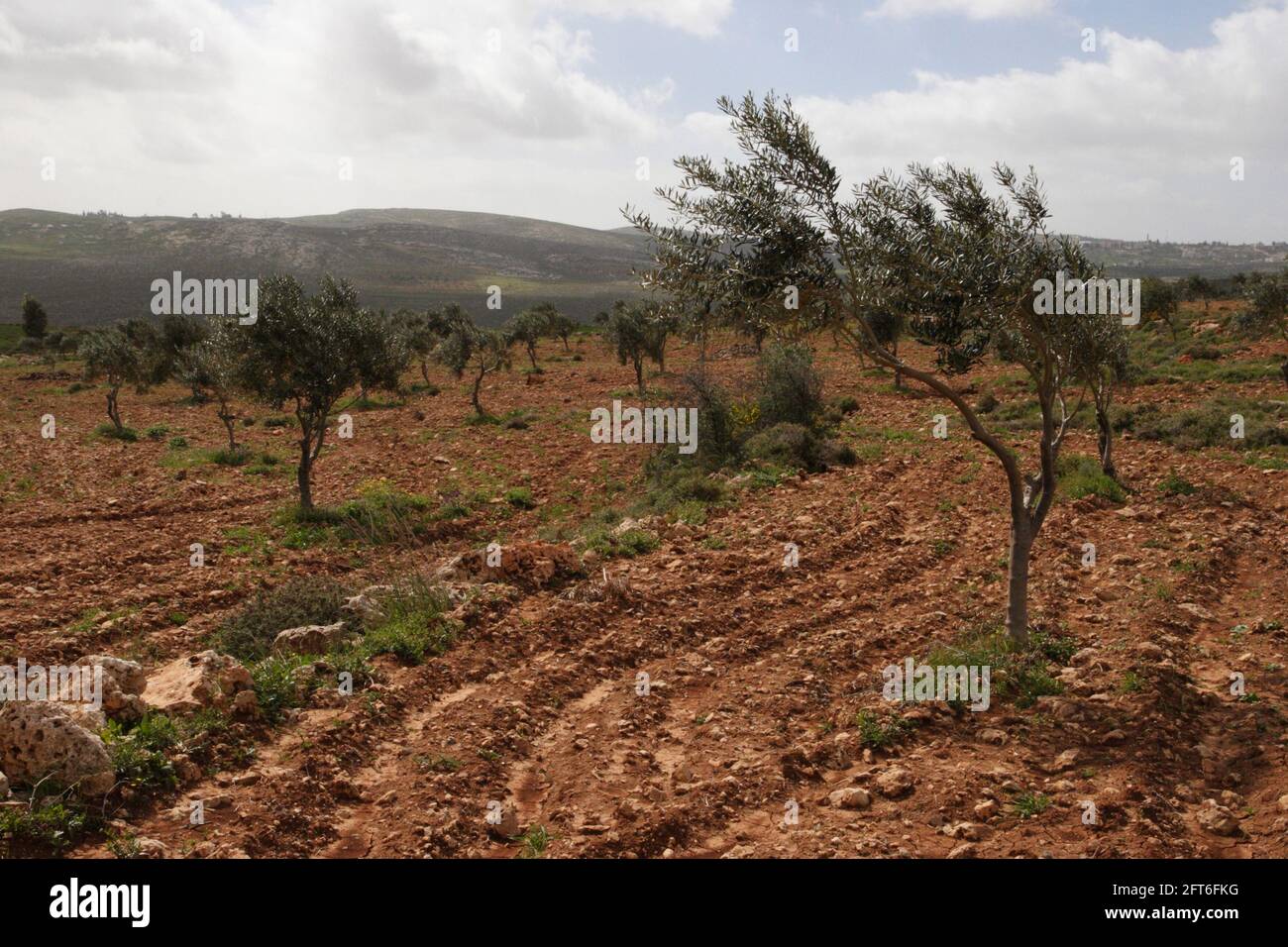 Giovani ulivi in questa zona coltivata vicino al villaggio palestinese di Dumah nella zona biblica delle colline orientali di Samaria, Cisgiordania. Foto Stock