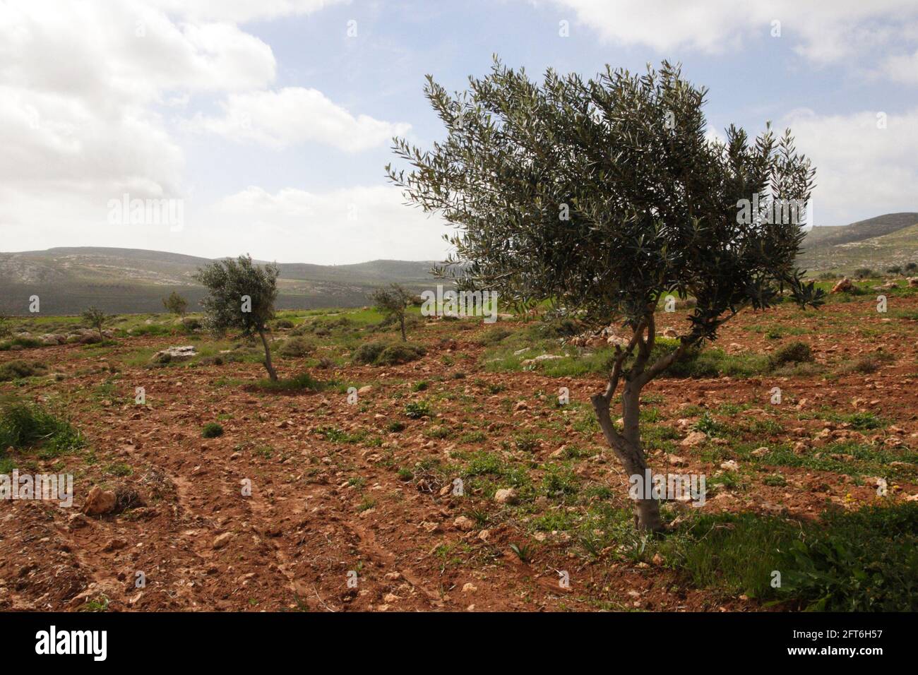 Giovani ulivi in questa zona coltivata vicino al villaggio palestinese di Dumah nella zona biblica delle colline orientali di Samaria, Cisgiordania. Foto Stock