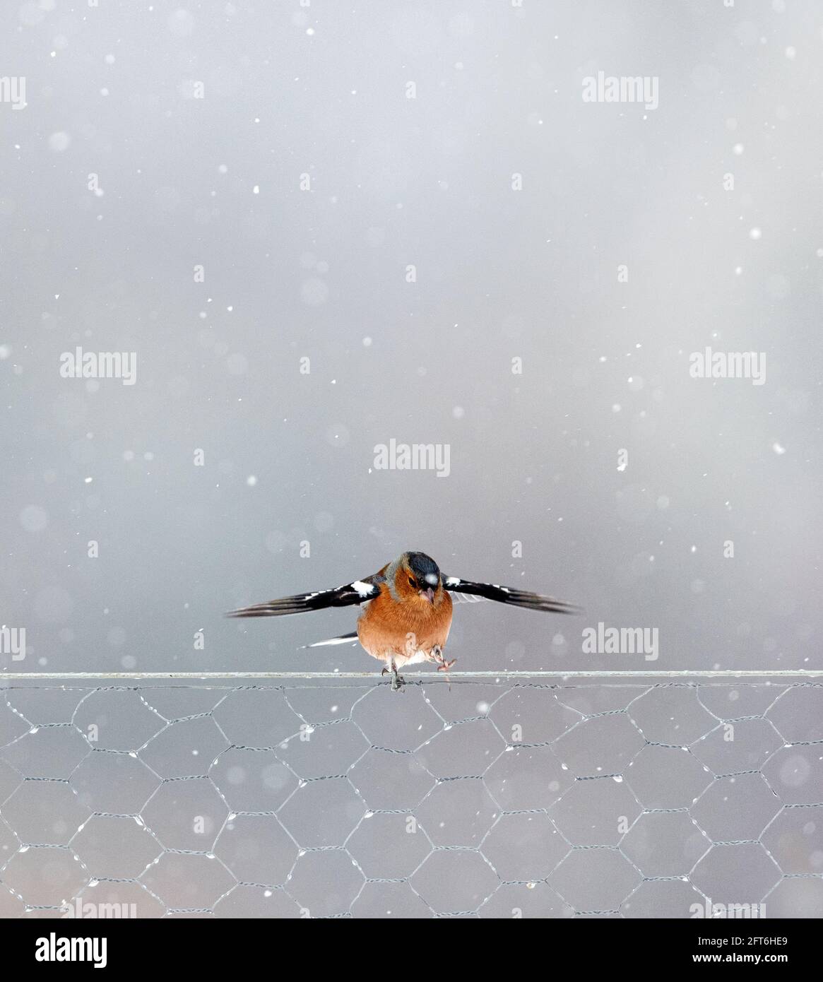 Chaffinch su una recinzione da giardino Foto Stock