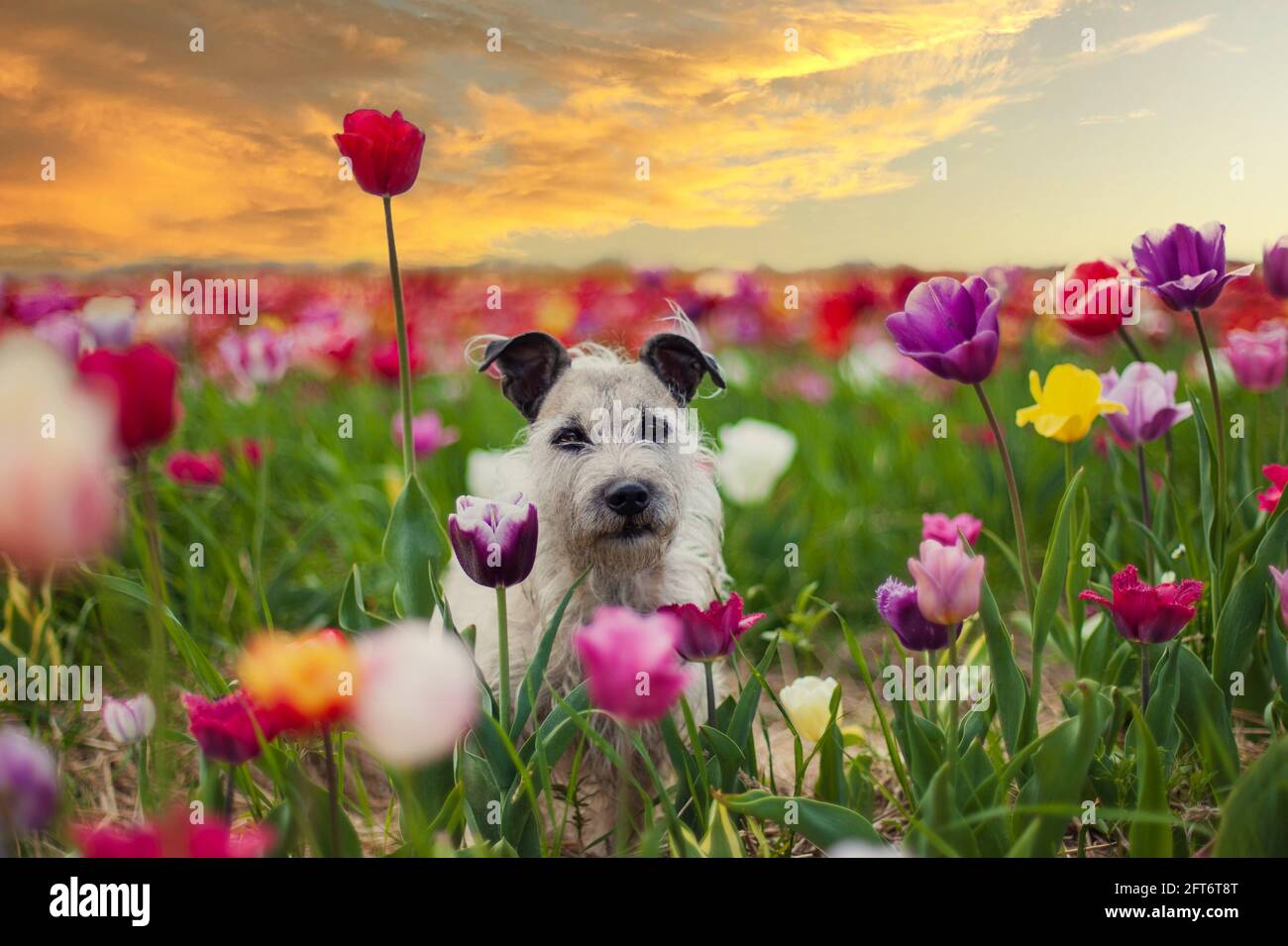 Carino cane che cammina nel giardino con tulipani fioriti Foto Stock