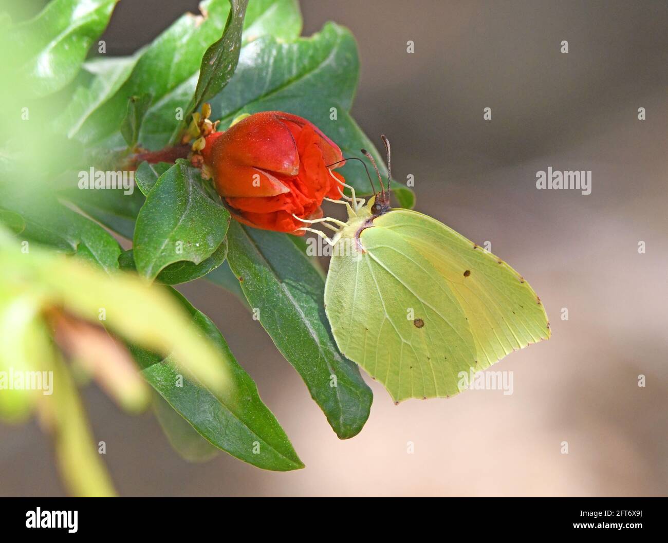 Gonepteryx cleopatra, Cleopatra, farfalla Cleopatra Foto Stock