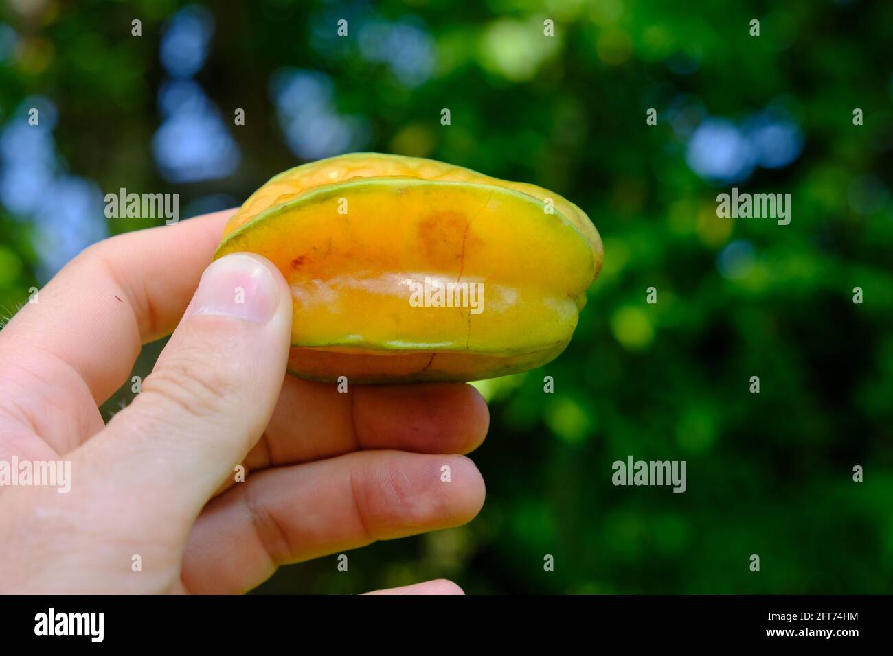 Indonesia Isole Anambas - Carambola stella gialla frutta in mano Foto Stock