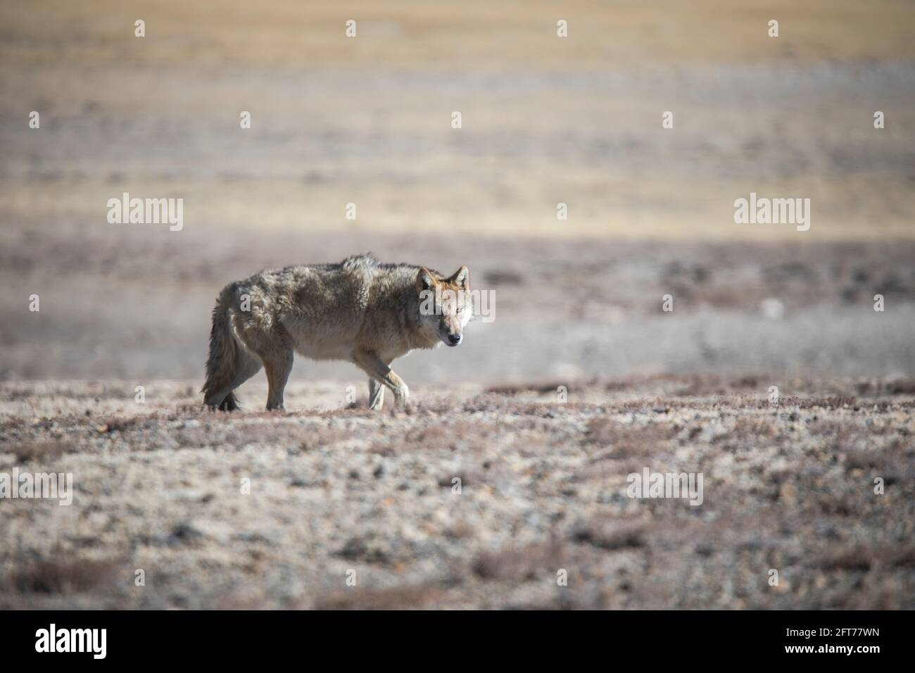 Lupo tibetano, Canis lupus filchneri, Gurudonmar, Sikkim, India Foto Stock