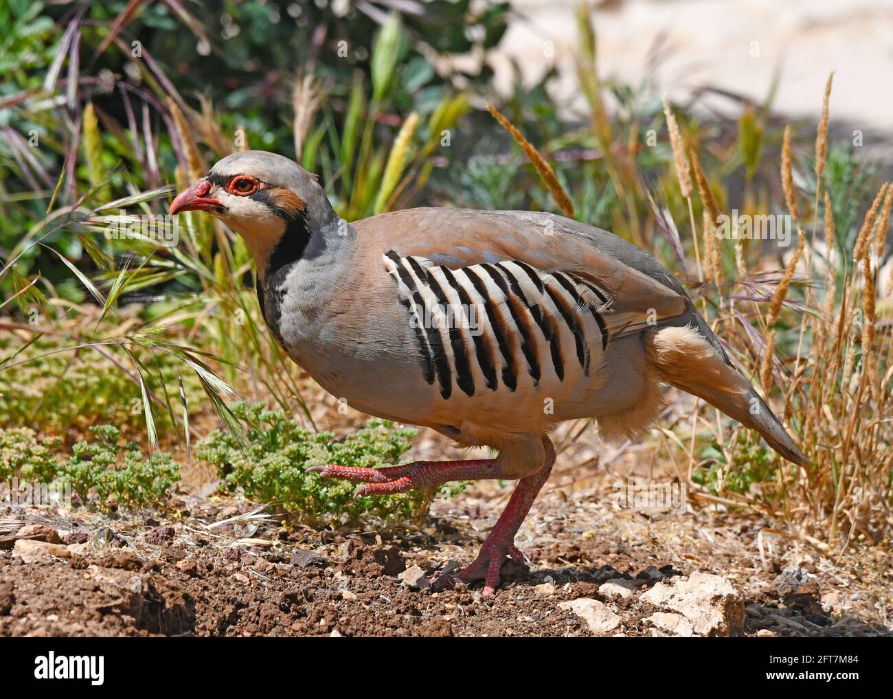 Chukar, pergamena (Alectoris chukar), Foto Stock