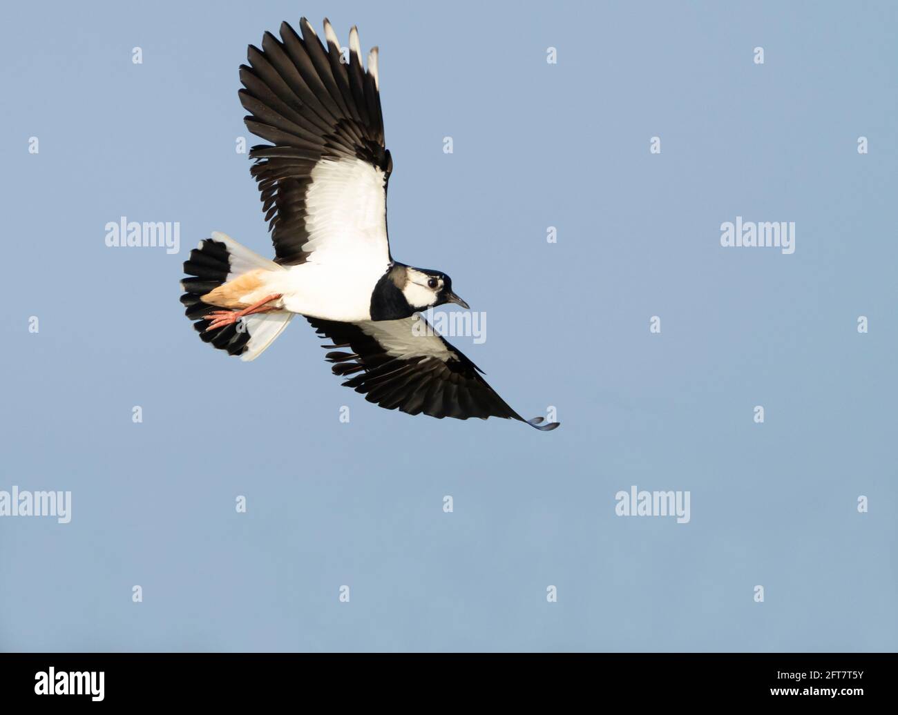 Un Lapwing (Vanellus vanellus) in volo sulle zone umide Norfolk Foto Stock
