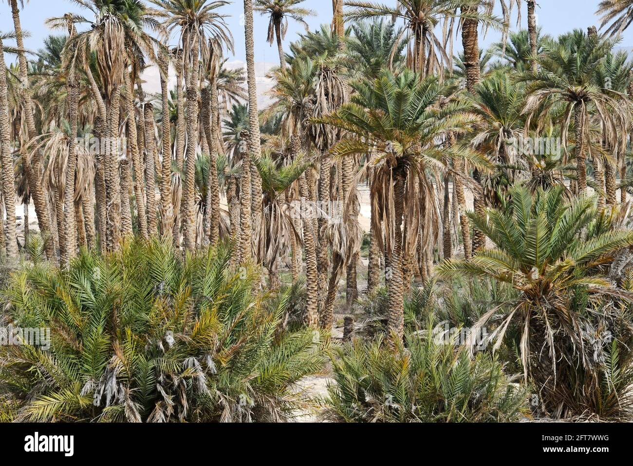 Palme, foresta Foto Stock