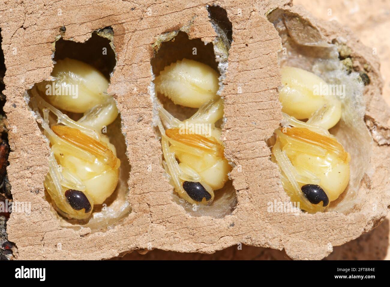 All'interno di un nido di vespe, larva Foto Stock