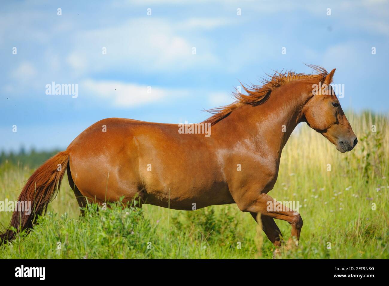 Cavallo di castagno che corre in campo Foto Stock