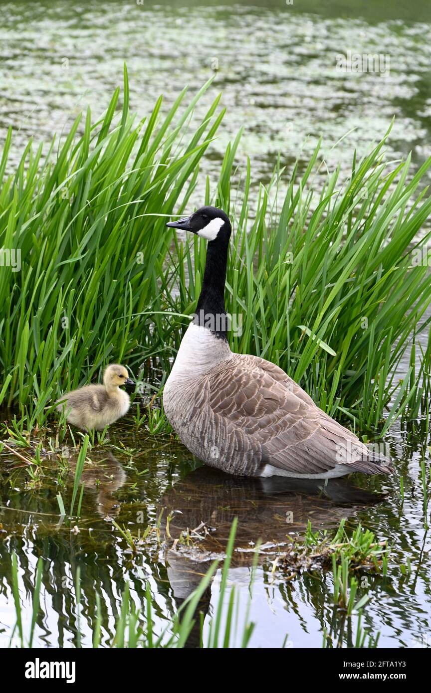 Canadian Goose (Branta Canadensis) con gosling, River Cray, Foots Cray Meadows, Sidcup, Kent. REGNO UNITO Foto Stock