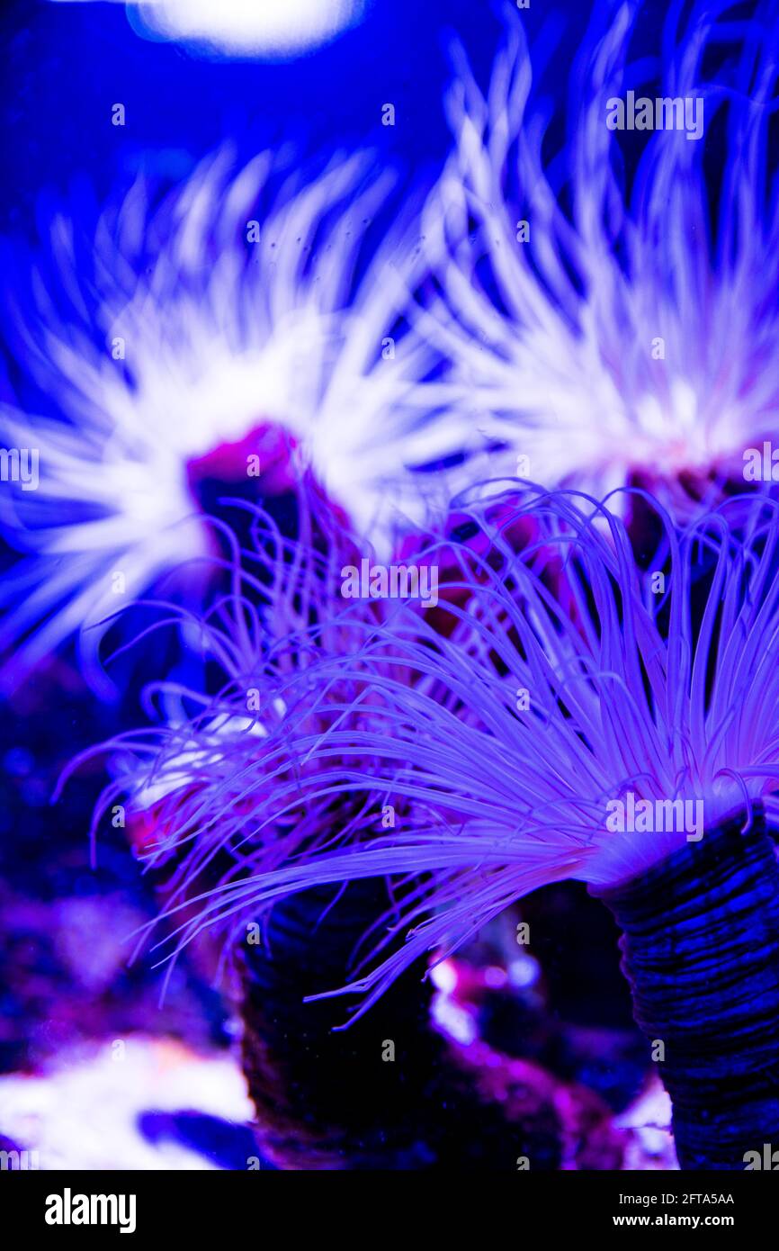 Actinia (Sea Anemone) si illumina in viola blu e rosa colori vibranti in acqua di mare. Piante acquatiche sottomarine di animali oceanici. Immagine verticale di Sea li Foto Stock