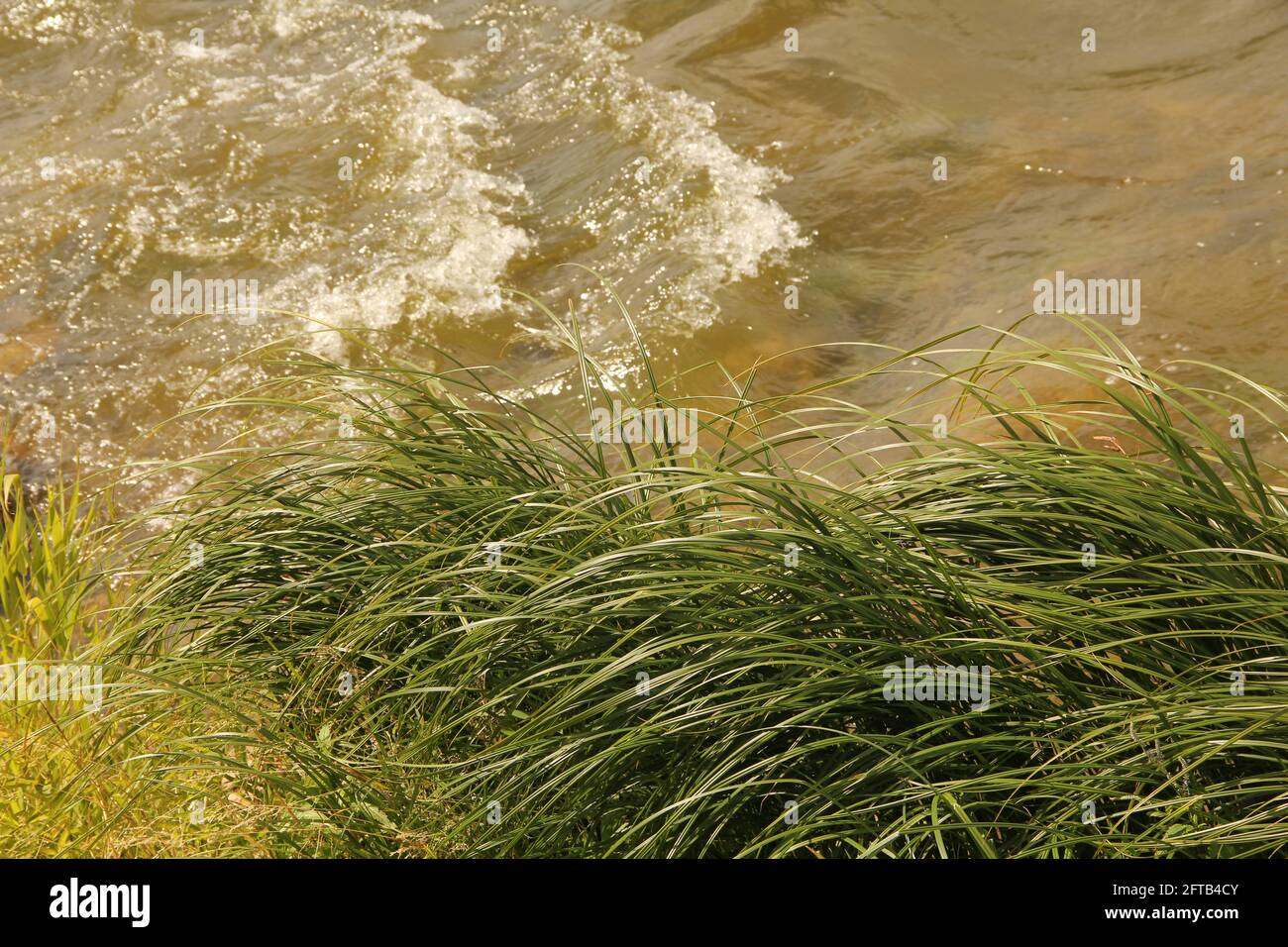 Fiume ondulato schiumoso con pietre in fondo all'acqua e verdi erbe di canna sulla riva il giorno d'estate a Kaunas, Lituania Foto Stock