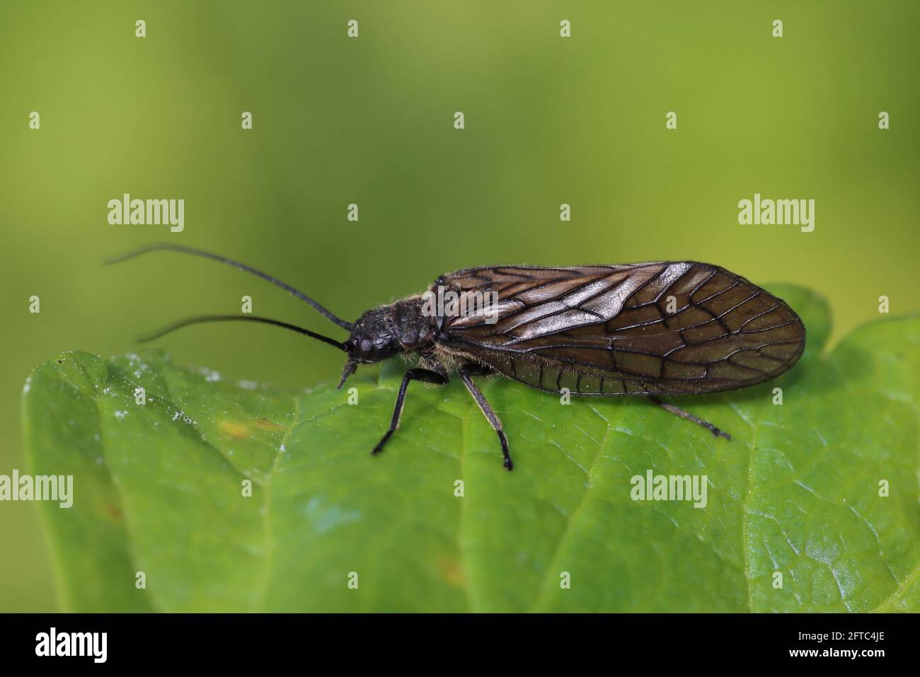 Alderfly Sialis lutaria Foto Stock