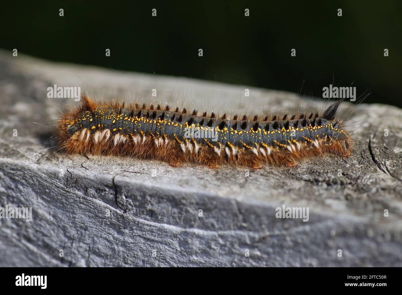 Bevitore Moth Caterpillar Philudoria (Euthrix potatoria) Foto Stock