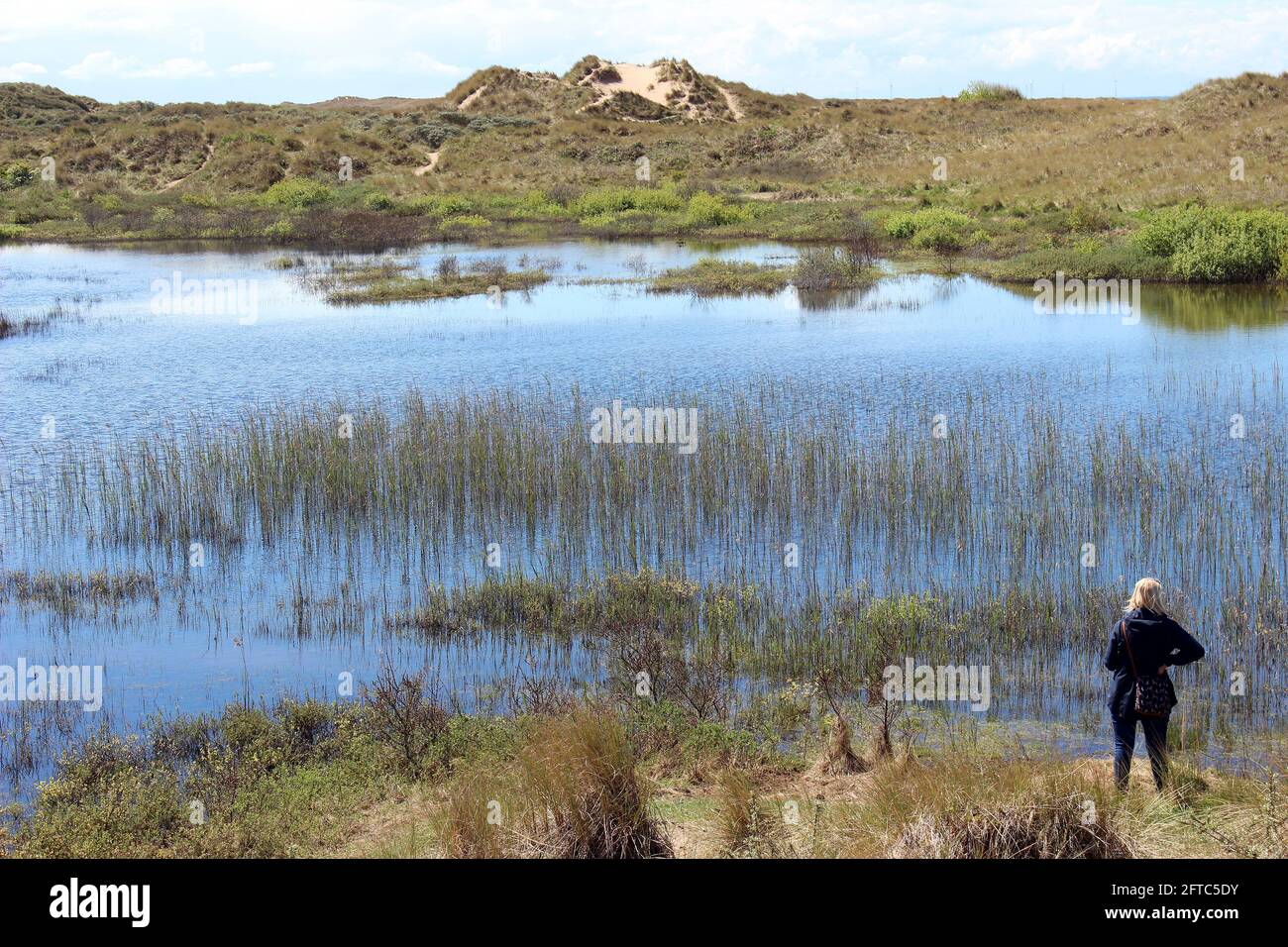 Dune Slack presso la riserva naturale di Ainsdale Dunes, Regno Unito Foto Stock