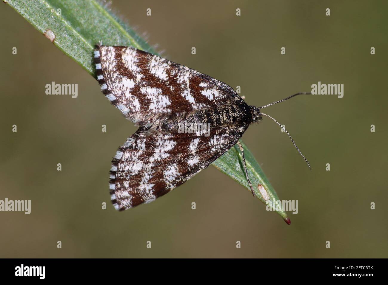 Salute comune (Ematurga atomaria) - femmina Foto Stock