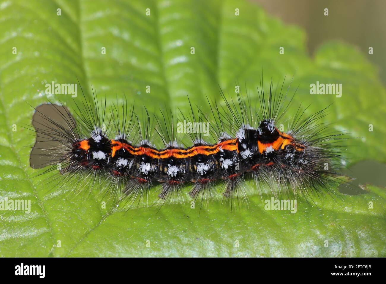 Giallo-tail Euproctis similis caterpillar Foto Stock
