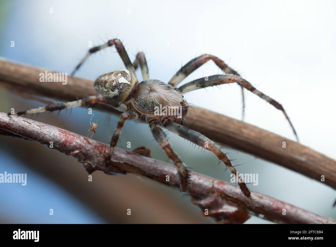 Orb-weaver marmorizzato, Araneus marmoreo, macro foto Foto Stock