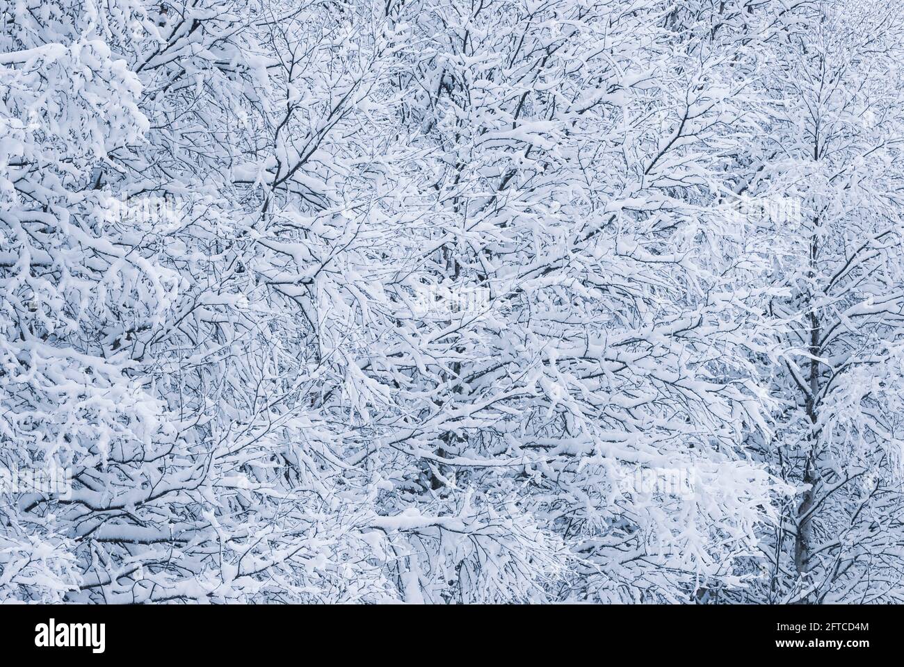 Rami di alberi ricoperti di neve, Svezia Foto Stock