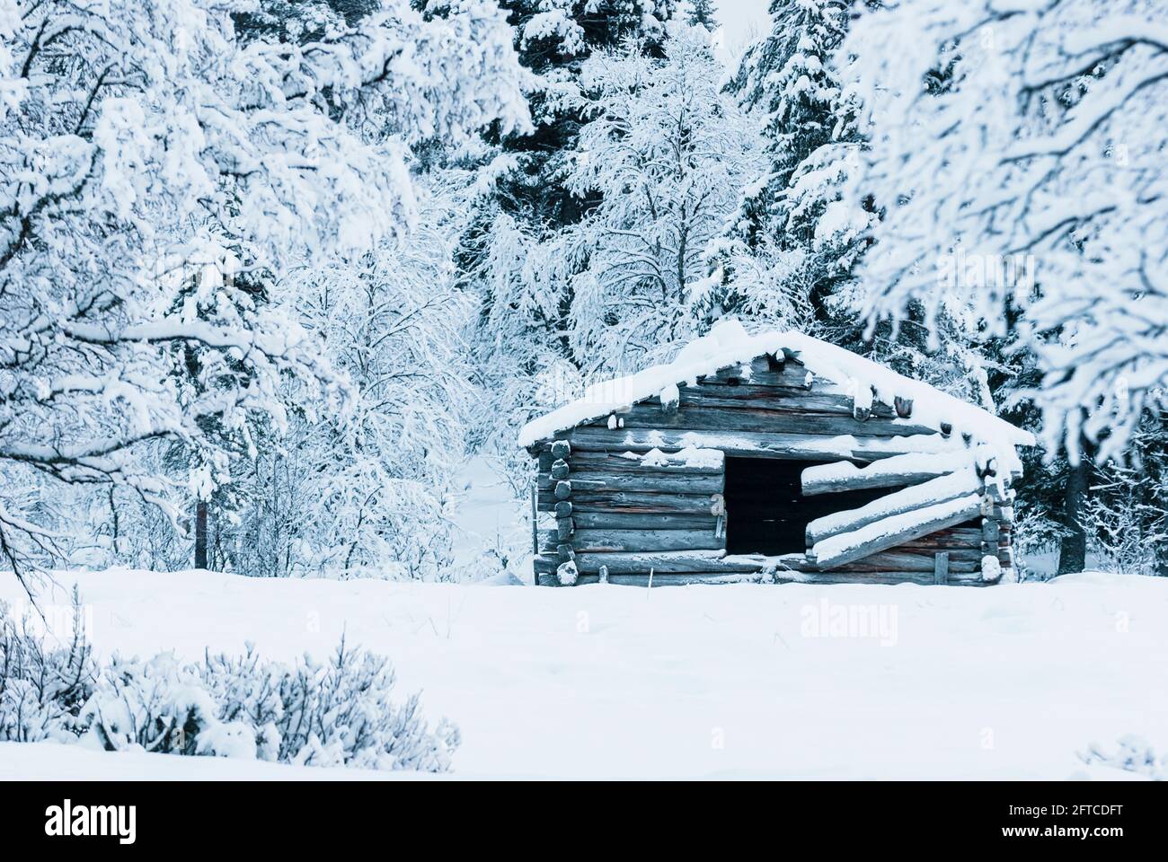 Vecchio fienile di legno di fronte alla foresta innevata Foto Stock