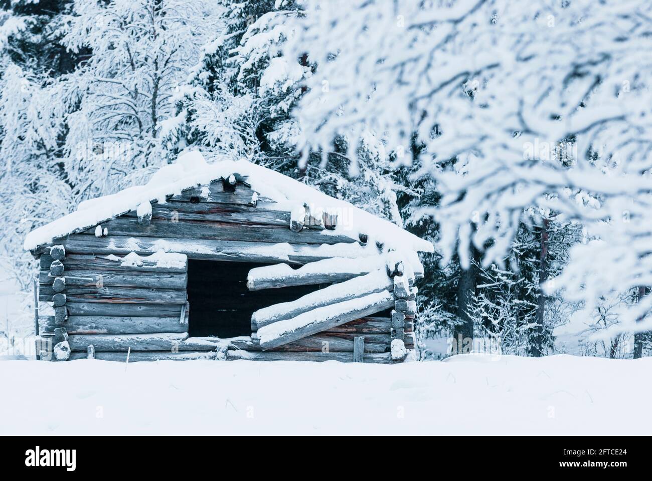 Vecchio fienile di legno di fronte alla foresta innevata Foto Stock